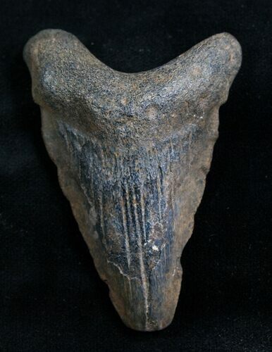 Megalodon Tooth - Peace River, Florida #7759